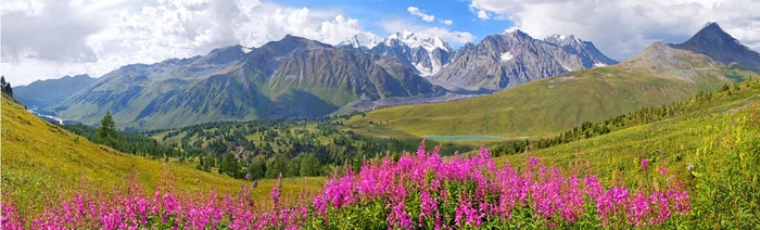Живица кедровая